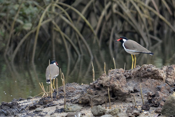 ROTLAPPENKIEBITZ, RED-WATTLED LAPWING, VANELLUS INDICUS