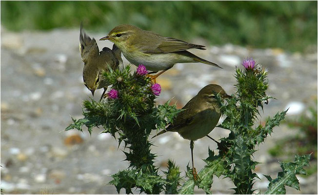 FITIS,  WILLOW WARBLER, PHYLLOSCOPUS TROCHILUS