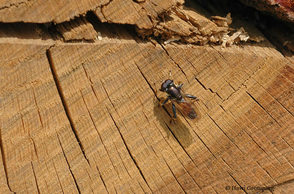 GEMEINE LANGBAUCHSCHWEBFLIEGE, XYLOTA SEGNIS