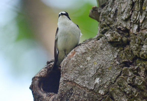 HALSBANDSCHNÄPPER, COLLARED FLYCATCHER, FICEDULA ALBICOLLIS