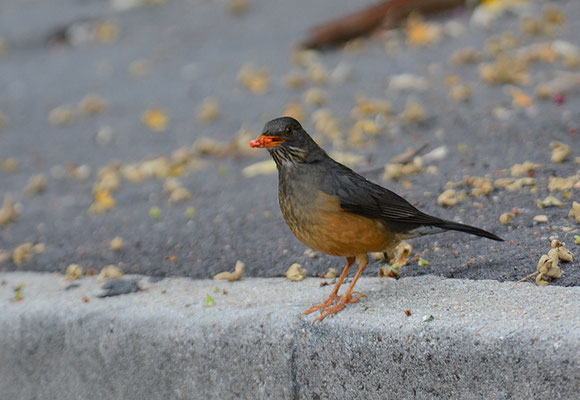 KAPDROSSEL, OLIVE TRUSH, TURDUS OLIVACEUS