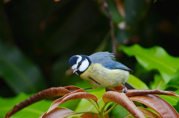 TENERIFFAMEISE, CANARY ISLANDS TIT, PARUS TENERIFFAE