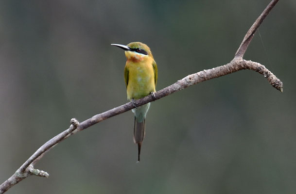 BLAUSCHWANZSMARAGDSPINT, BLUE-TAILED BEE-EATER, MEROPS PHILIPPINIS