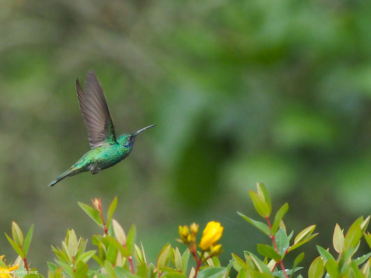 GROSSER VEILCHENOHRKOLIBRI, SPARKLING VIOLETEAR  -C OLIBRI CORUSCAN