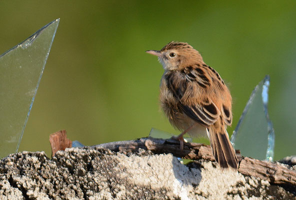 CISTENSÄNGER, ZITTING CISTICOLA, CISTICOLA JUNCIDIS