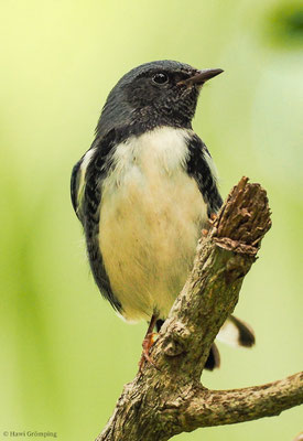 BLAURÜCKENWALDSÄNGER, BLACK-THROATED BLUE WARBLER, SETOPHAGA CAERULECENS