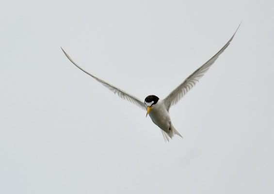 AMERIKANISCHE ZWERGSEESCHWALBE, LEAST TERN, STERNULA ANTILLARUM 