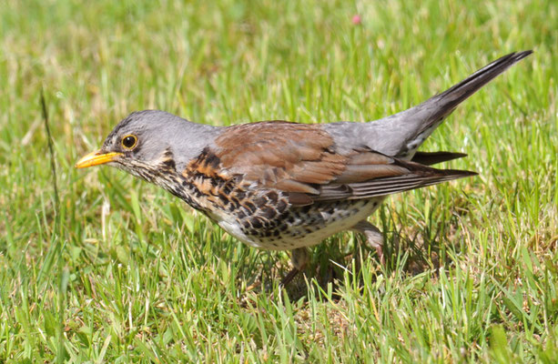 WACHOLDERDROSSEL, FIELDFARE, TURDUS PILARIS