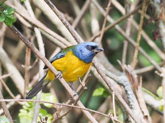 Schwarzstirntangare, Blue-and-yellow Tanager - Pipraeidea bonariensis