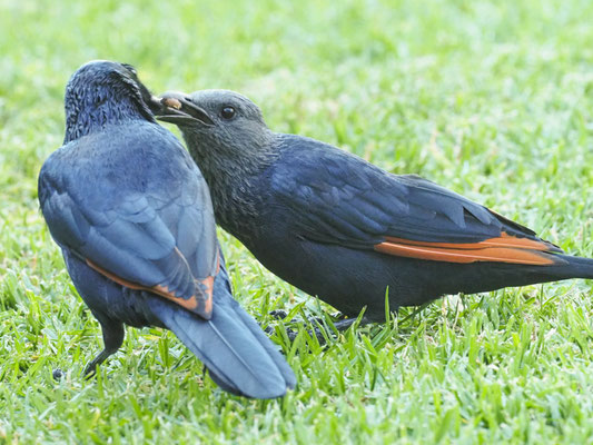 Rotschwingenstar, red-winged starling, onychognathus morio