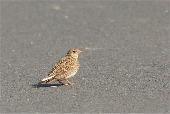 FELDLERCHE, SKYLARK, ALAUDA ARVENSIS
