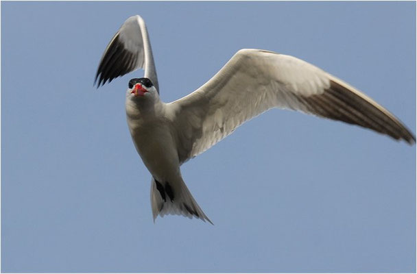 RAUBSEESCHWALBE, CASPIAN TERN, STERNA CASPIA