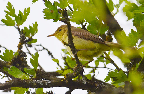 ORPHEUSSPÖTTER, MELODIOUS WARBLER, HIPPOLAIS POLYGLOTTA