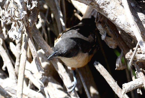 FLÖTENWÜRGER, SOUTHERN BOUBOU, LANIARIUS FERRUGINEUS