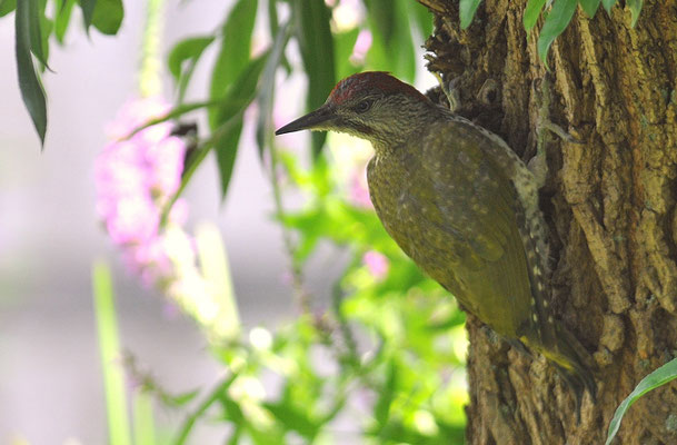GRÜNSPECHT, GREEN WOODPECKER, PICUS VIRIDIS