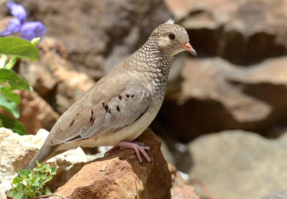 SPERLINGSTÄUBCHEN, COMMON GROUND DOVE, COLUMBINA PASSERINA