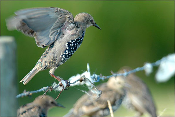 STAR, STARLING, STURNUS VULGARIS