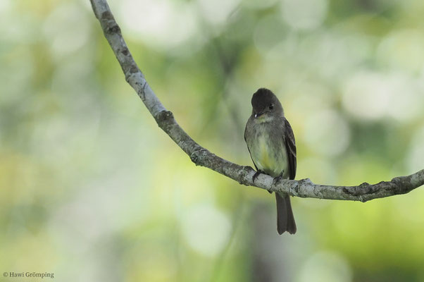 SÜDLICHER WALDSCHNÄPPERTYRANN, TROPICAL PEWEE, CONTOPUS CINEREUS
