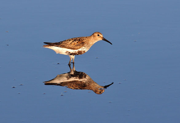 ALPENSTRANDLÄUFER, DUNLIN, CALIDRIS ALPINA