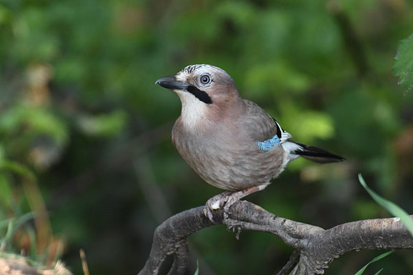 EICHELHÄHER, JAY, GARRULUS GLANDARIUS