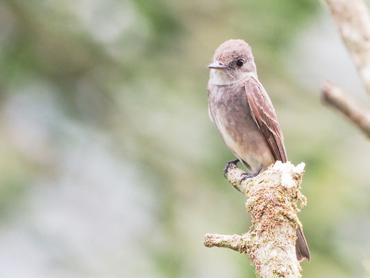 Östlicher Waldtyrann, Eastern Wood-Pewee - Contopus virens
