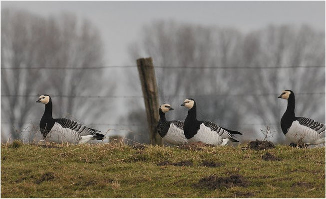 WEISSWANGENGANS, BARNACLE GOOSE, BRANTA LEUCOPSIS