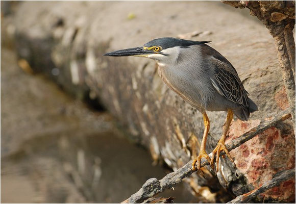 MANGROVENREIHER, STRIATED HERON, BUTORIDES STRIATUS
