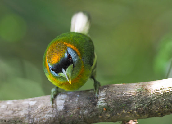 Andenbartvogel, Red-headed barbet, Eubucco bourcierii