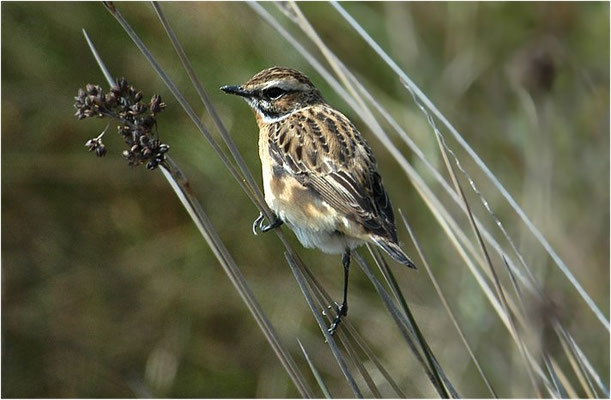 BRAUNKEHLCHEN, WHINCHAT, SAXICOLA RUBETRA
