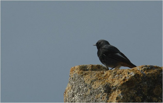 HAUSROTSCHWANZ, BLACK REDSTART, PHOENICURUS OCHRUROS