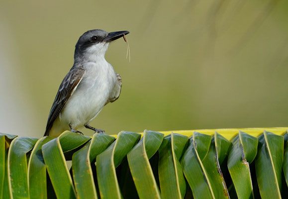GRAUTYRANN, GREY KINGBIRD, TYRANNUS DOMINICENSIS