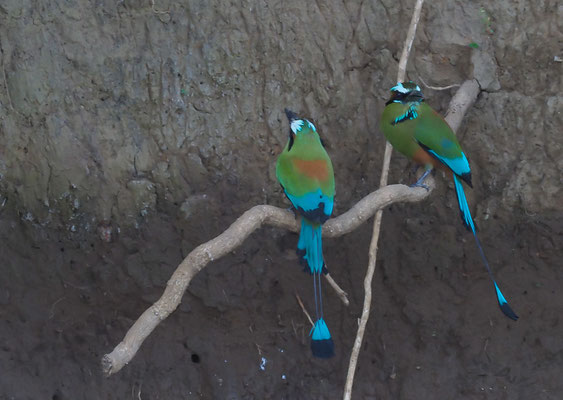 TÜRKISBRAUENMOTMOT, TURQUOISE-BROWED MOTMOT, EUMOMATA SUPERCILIOSA