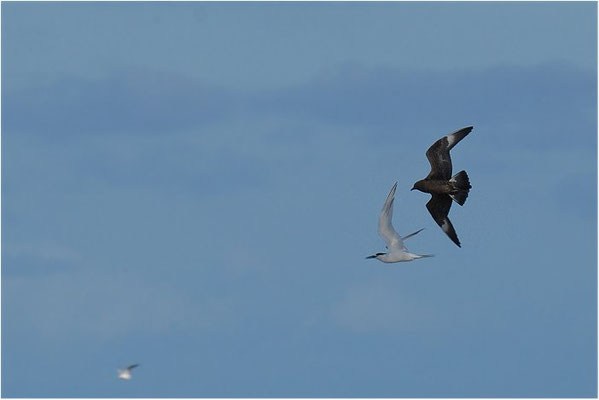 SCHMAROTZERRAUBMÖWE,  ARCTIC SKUA,  STERCORARIUS PARASITICUS
