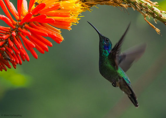 KLEINER VEILCHENOHRKOLIBRI, GREEN VIOLET-EAR, COLIBRI THALASSINUS