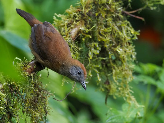 EINFARB-AMEISENWÜRGER, UNIFORM ANTSHRIKE - THAMNOPHILUS UNICOLOR