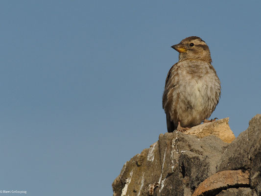 STEINSPERLING, ROCK SPARROW, PETRONIA PETRONIA