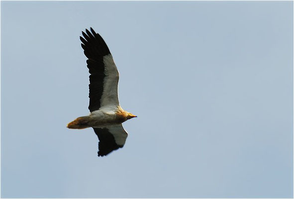 SEEADLER, WHITE-TAILED EAGLE, HALIAEETUS ALBICILLA