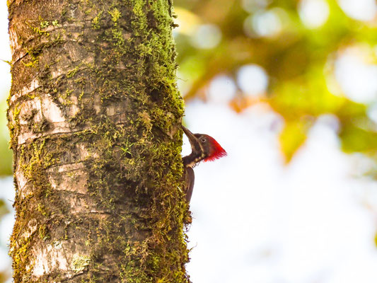 LINIENSPECHT, LINEATED WOODPECKER - DRYOCOPUS LINEATUS