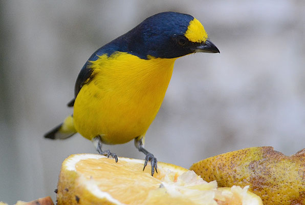 SCHWALBENORGANIST, YELLOW-THROATED EUPHONIA, EUPHONIA HIRUNDINACEA