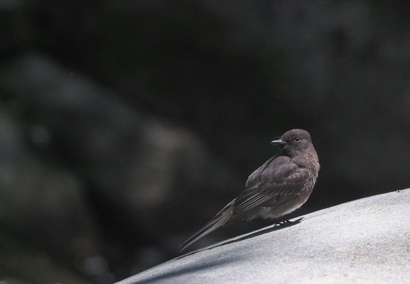 SCHWARZKOPF-PHOEBETYRANN, BLACK PHOEBE, SAYORNIS NIGRICANS