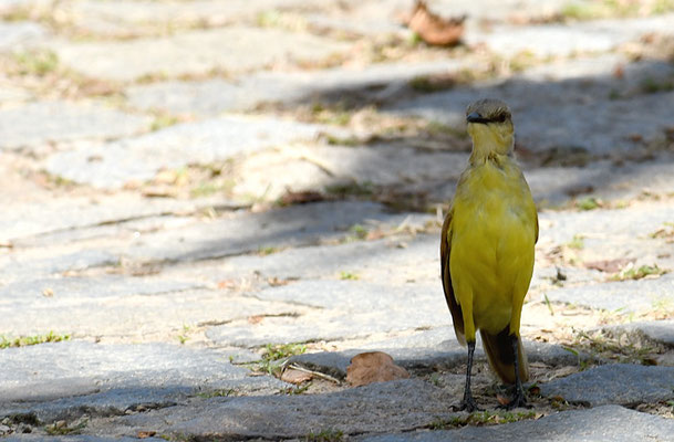 STELZENTYRANN, CATTLE TYRANT, MACHETORNIS RIXOSA