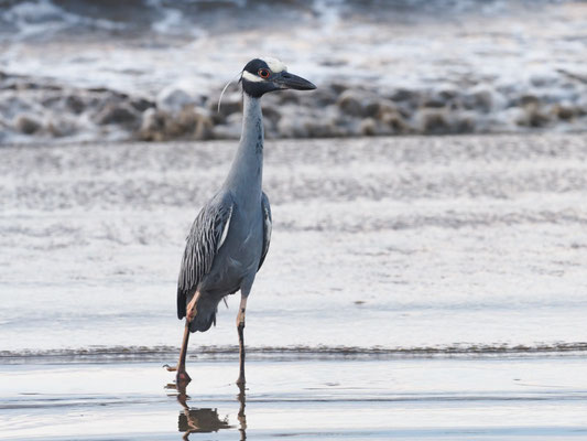 Krabbenreiher, Yellow-crowned Night-Heron - Nyctanassa violacea