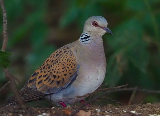 TURTELTAUBE, TURTLE DOVE, STREPTOPELIA TURTUR