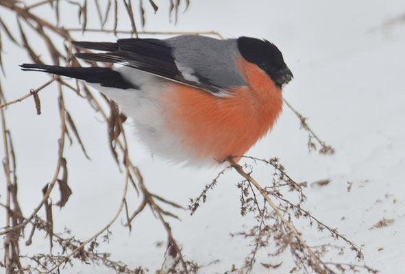 DOMPFAFF, BULLFINCH. PYRRHULA PYRRHULA