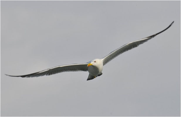 MITTELMEERMÖWE, YELLOW-LEGGED GULL, LARUS MICHAHELLIS