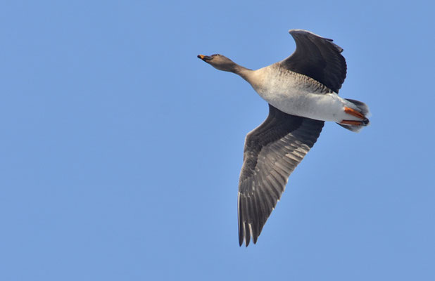SAATGANS, BEAN GOOSE, ANSER FABALIS