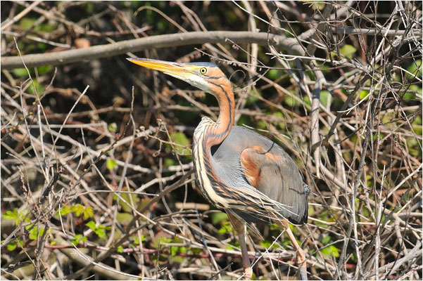 PURPURREIHER, PURPLE HERON, ARDEA PURPUREA