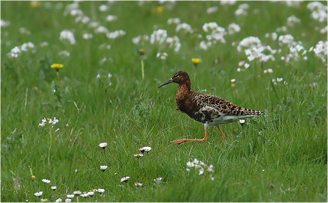 KAMPFLÄUFER, RUFF, PHILOMACHUS PUGNAX