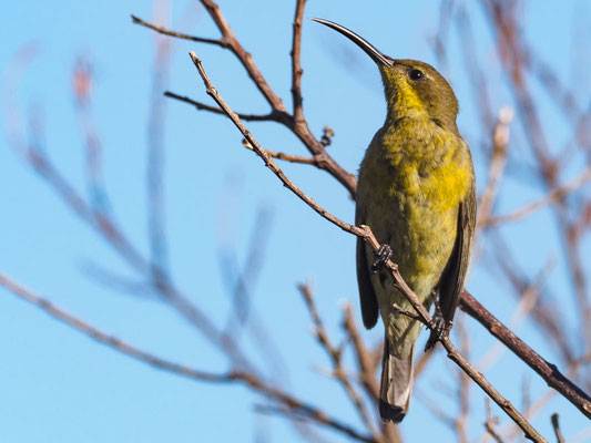 Malachitnektarvogel, malachite sunbird, nectarinia famosa