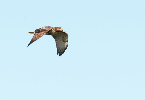ROTSCHWANZBUSSARD, RED-TAILED HAWK, BUTEO JAMAICENSIS